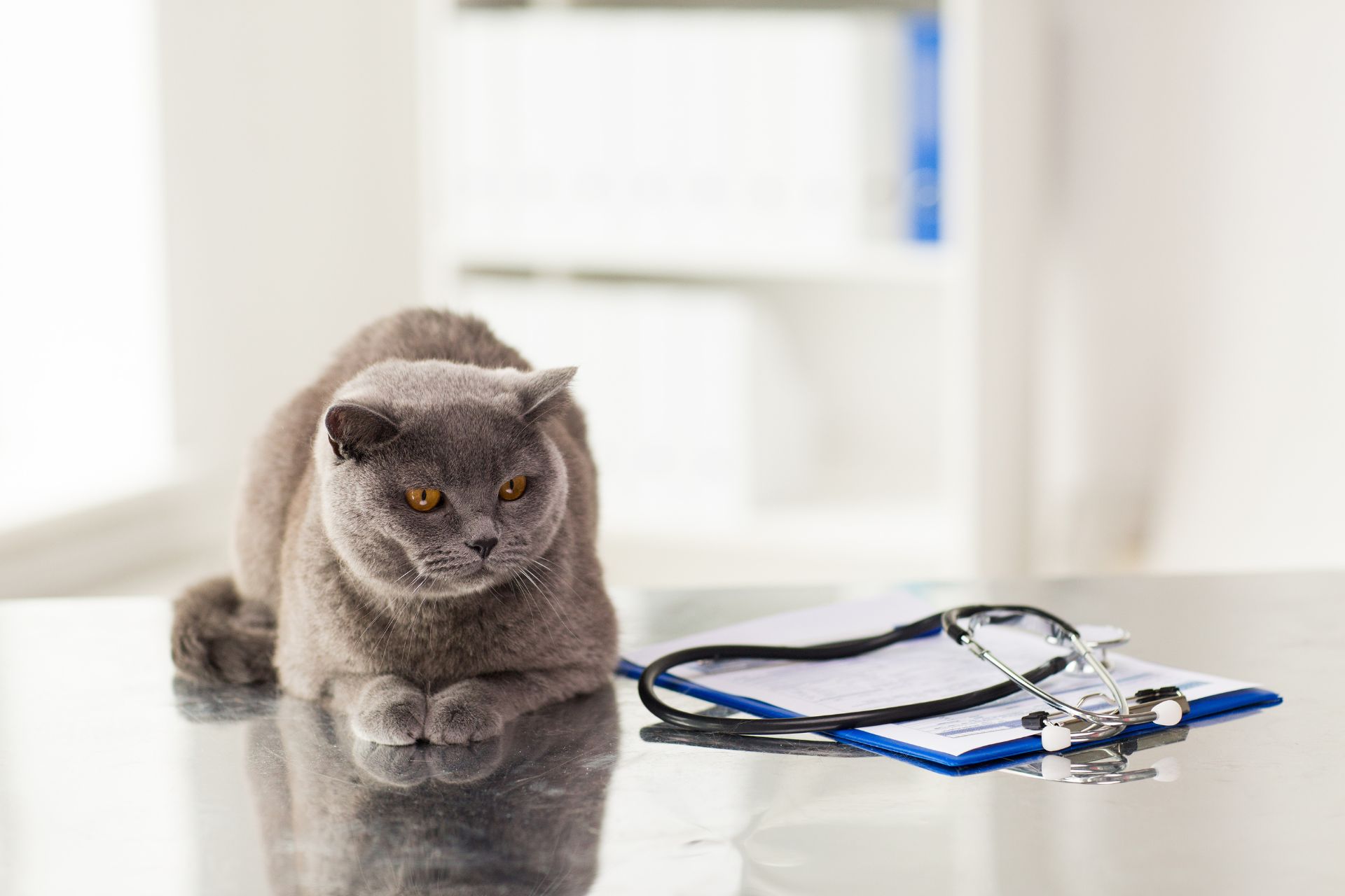 Feline annual exams at Sugar River Animal Hospital