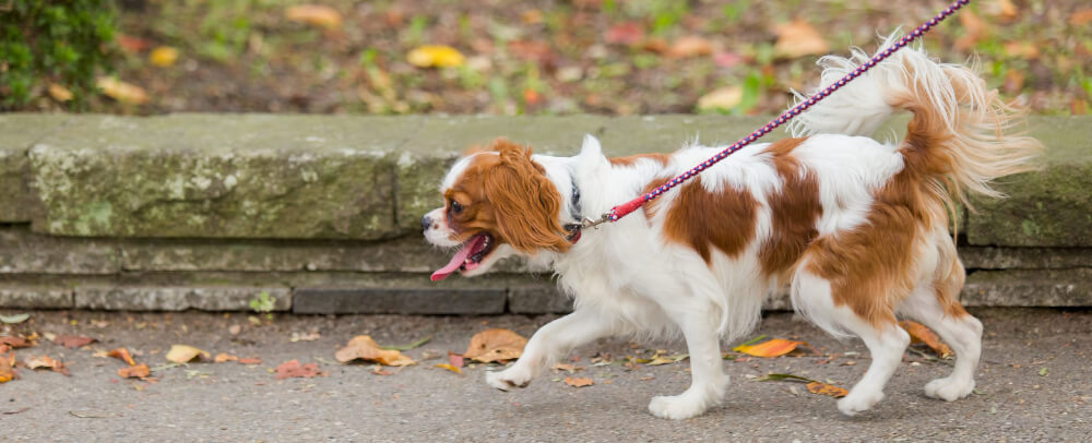 Cavalier King Charles Spaniel walking on a leash, representing help for pet urinary problems in Grantham