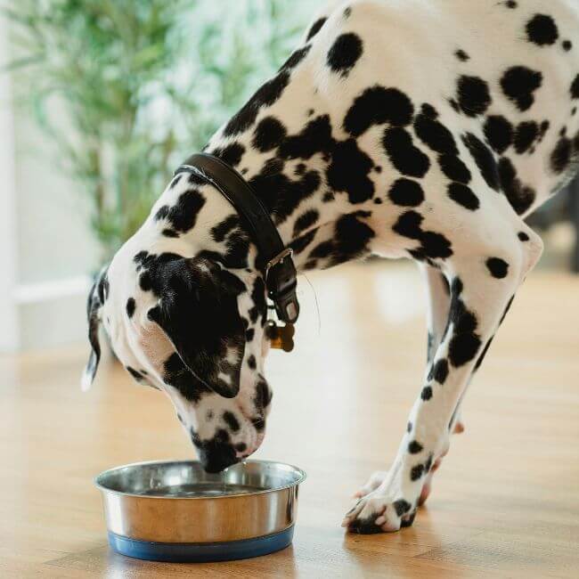 Dalmatian drinking from a metal water bowl, representing care for pet urinary problems in Grantham