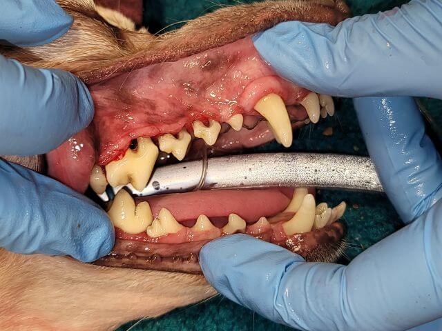 The same dog's teeth after dental cleaning at Sugar River Animal Hospital