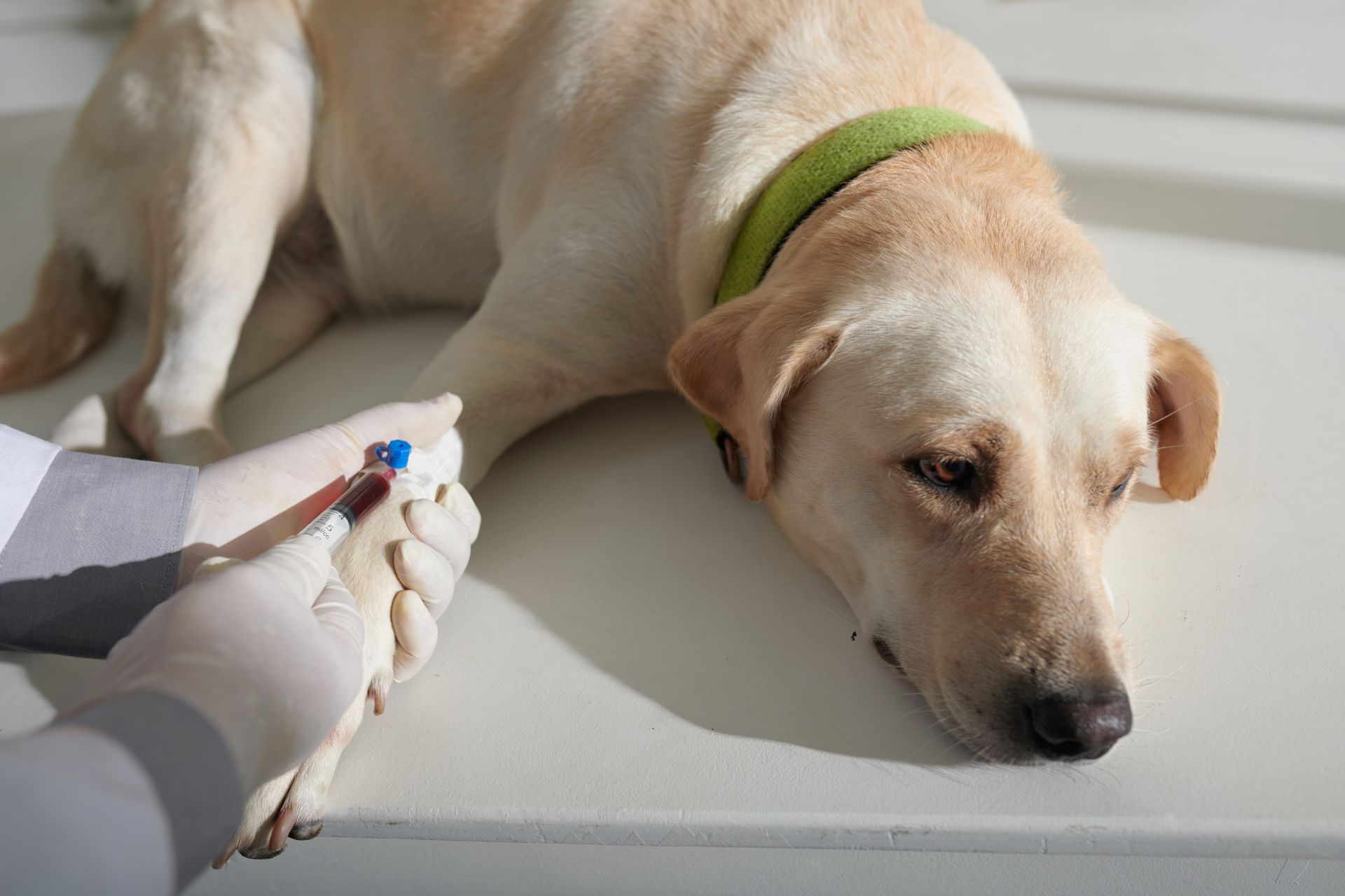 Lab testing at Sugar River Animal Hospital