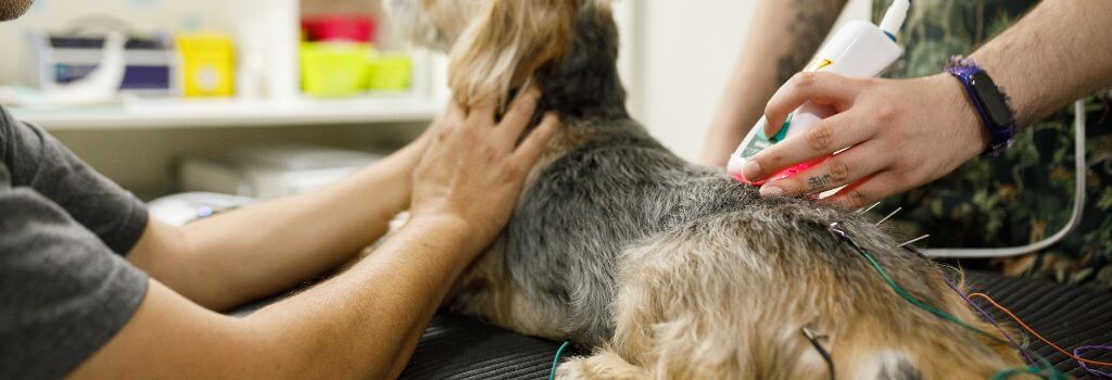 Laser therapy in dogs