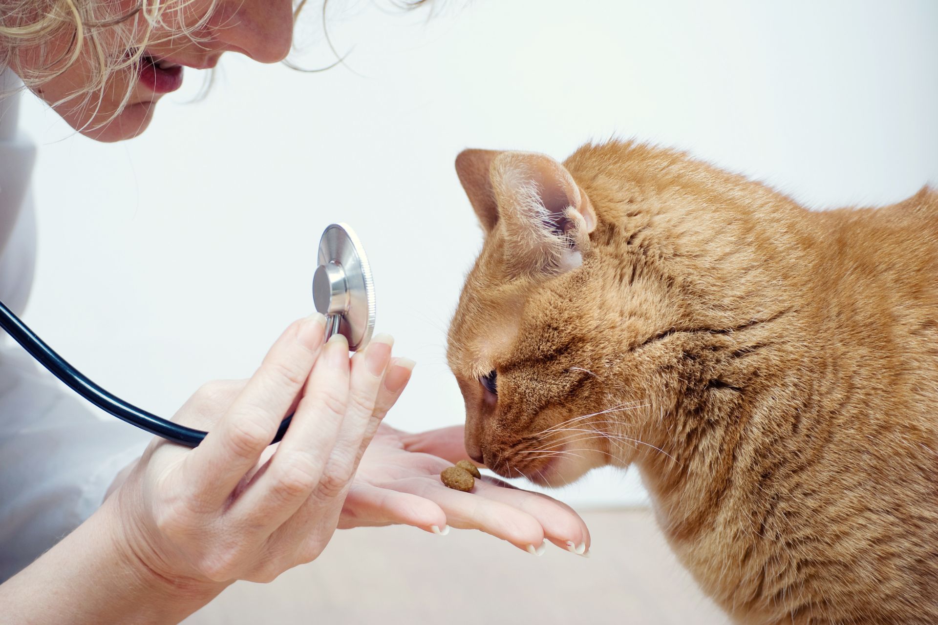 Feline-friendly exams at Sugar River Animal Hospital