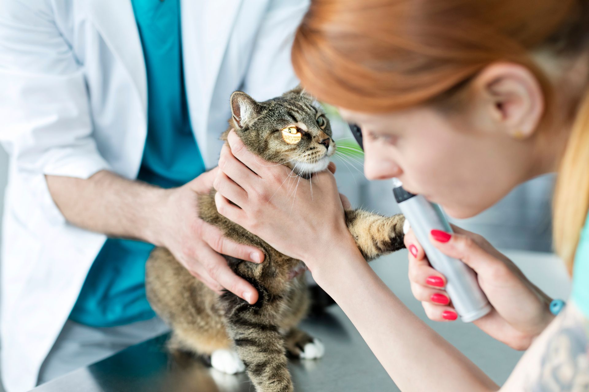 A cat receiving an eye exam at Sugar River Animal Hospital