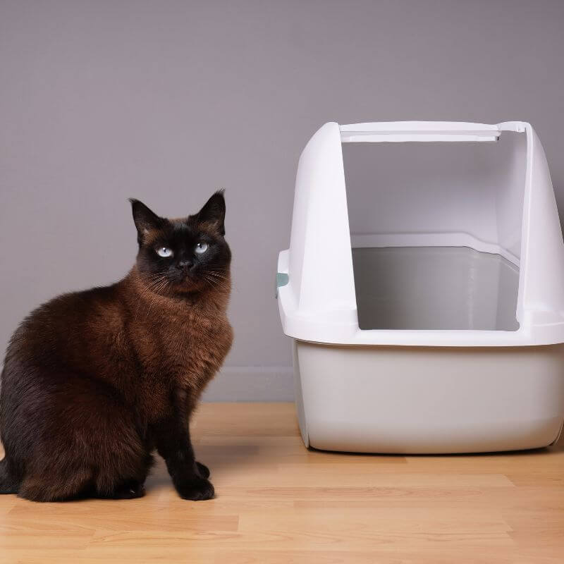 Inappropriate Urination in Cats SRAH