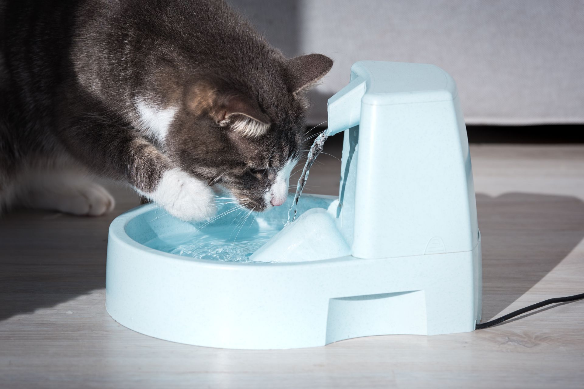 A cat drinking from a pet water fountain