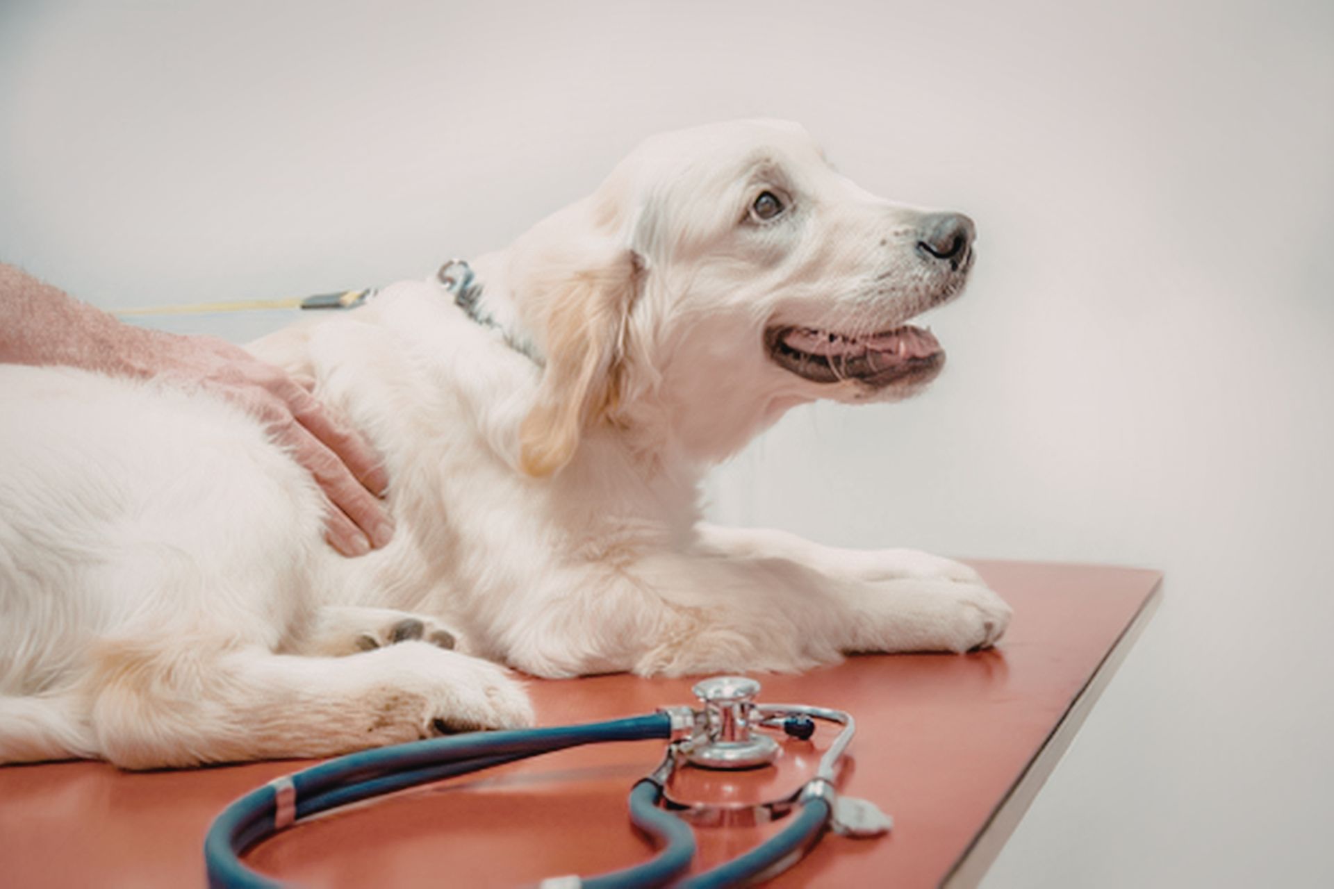 A dog exam at Sugar River Animal Hospital