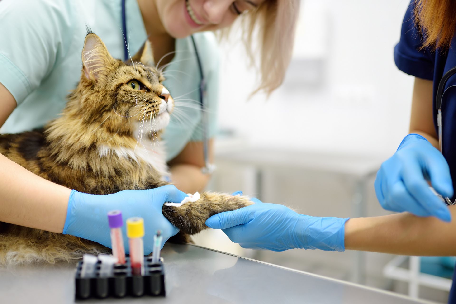 Lab work for cats at Sugar River Animal Hospital