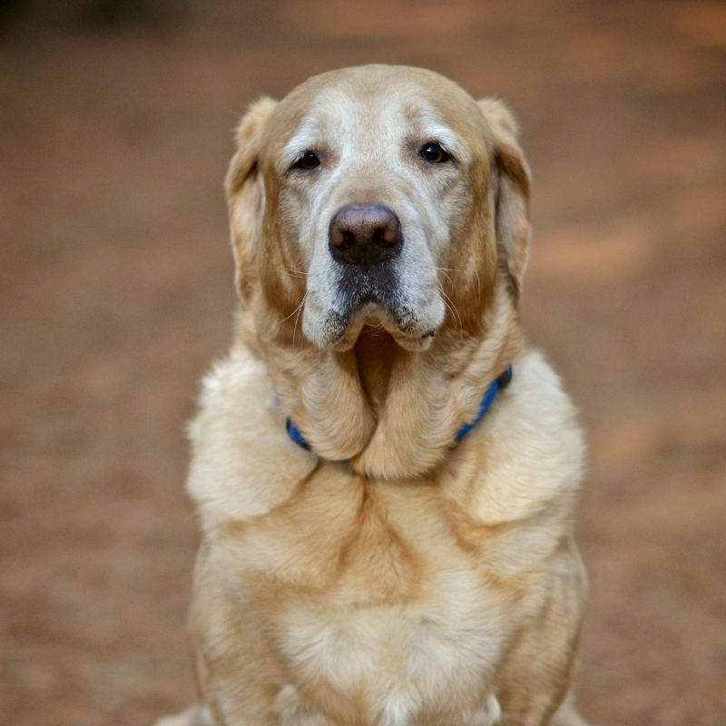 Labradors with laryngeal paralysis at sugar river animal hospital in grantham nh