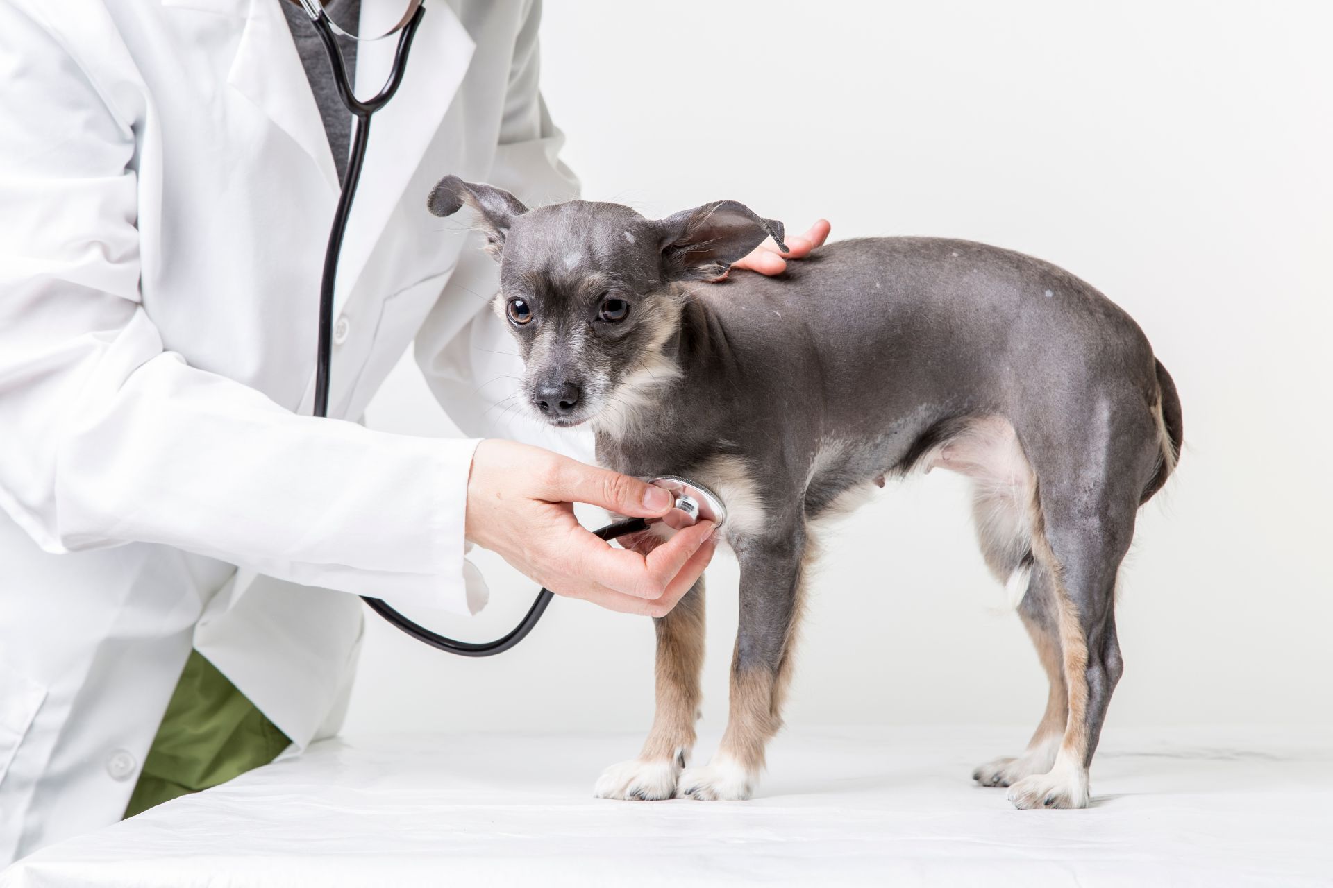 A physical exam at Sugar River Animal Hospital