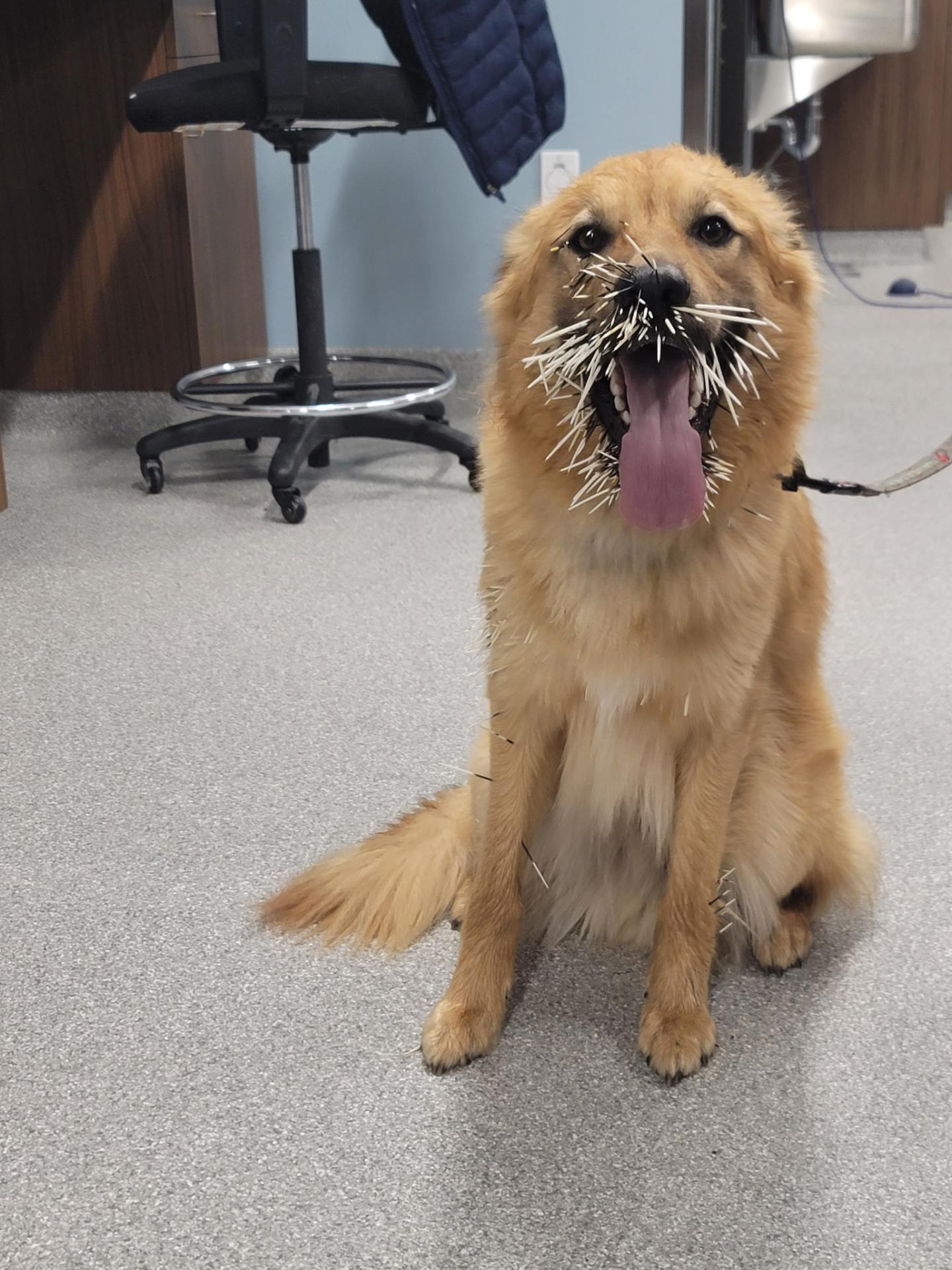 Dog getting acupuncture