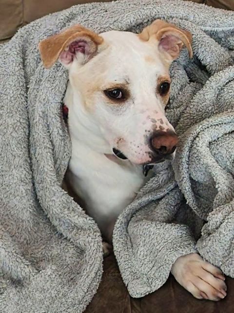 A dog relaxing after surgery