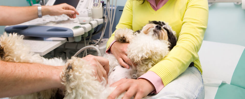 Small curly-haired dog receiving an abdominal ultrasound, representing diagnosis of pet urinary problems in Grantham