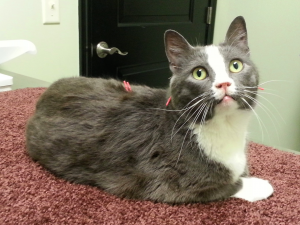 Acupuncture for cats at Sugar River Animal Hospital, Grantham, NH