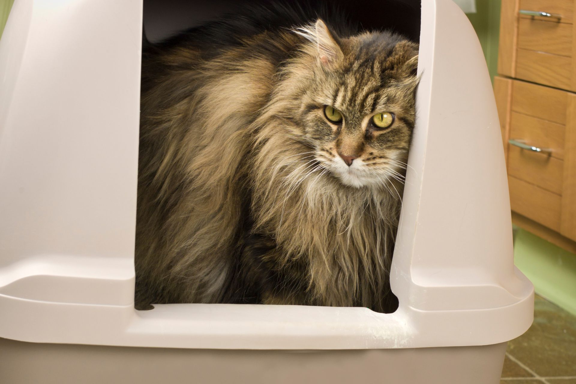 Cat urinary problems treated at Sugar River Animal Hospital