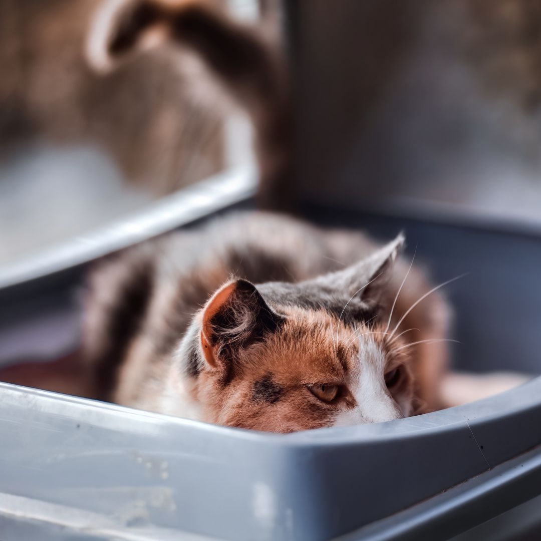 A cat being examined for urinary issues at Sugar River Animal Hospital