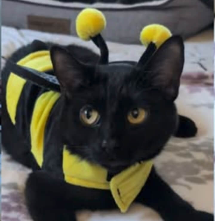 A black cat dressed in a yellow bumblebee costume with antennae headband