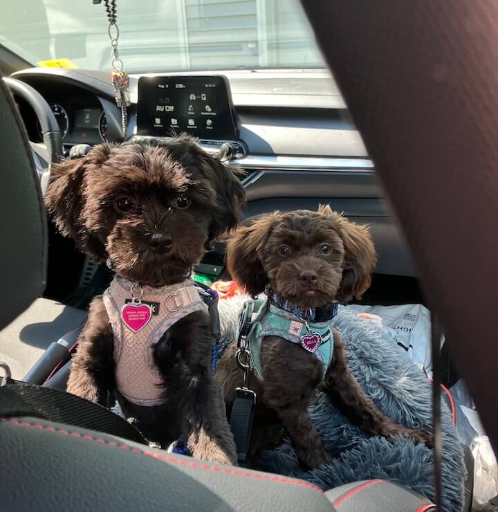 Two small brown doodle puppies in pink and teal harnesses sitting in a car seat
