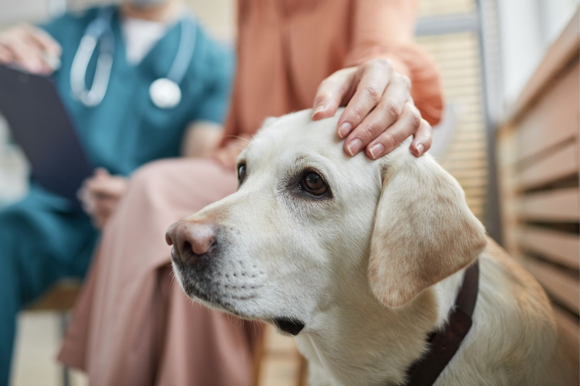 A dog waiting for an exam at Sugar River Animal Hospital