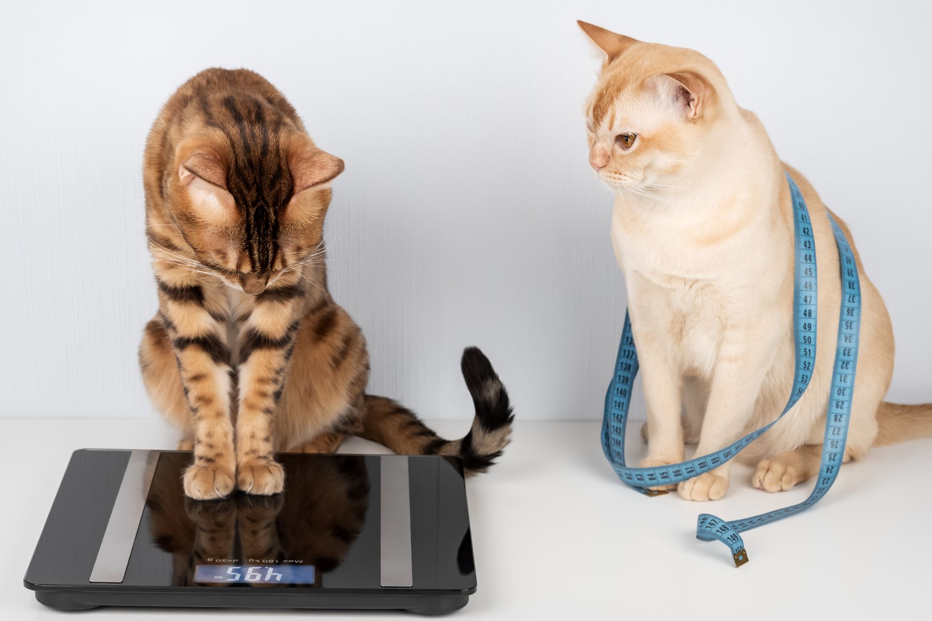 A cat being weighed at Sugar River Animal Hospital