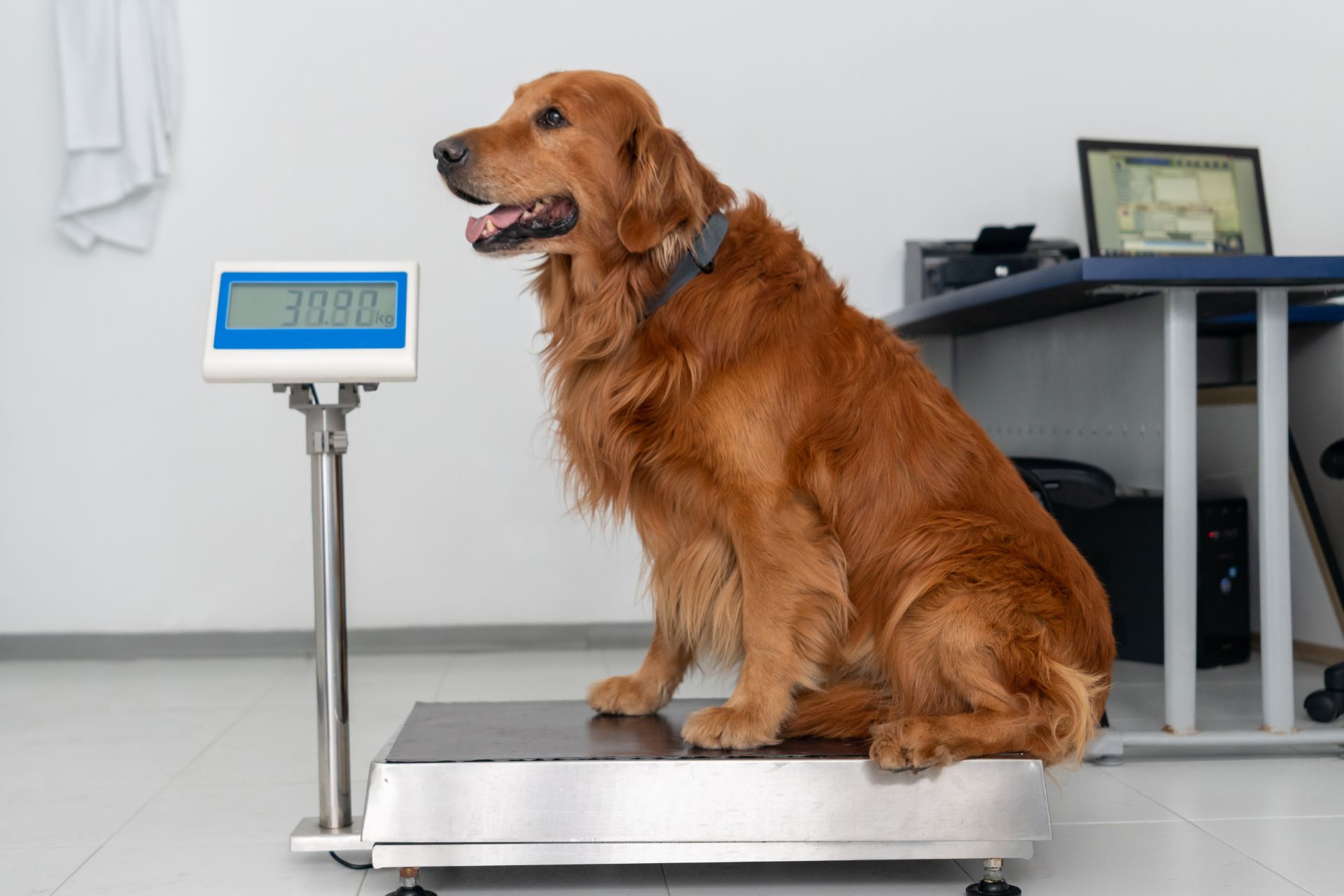 A dog having its weight checked during an annual exam