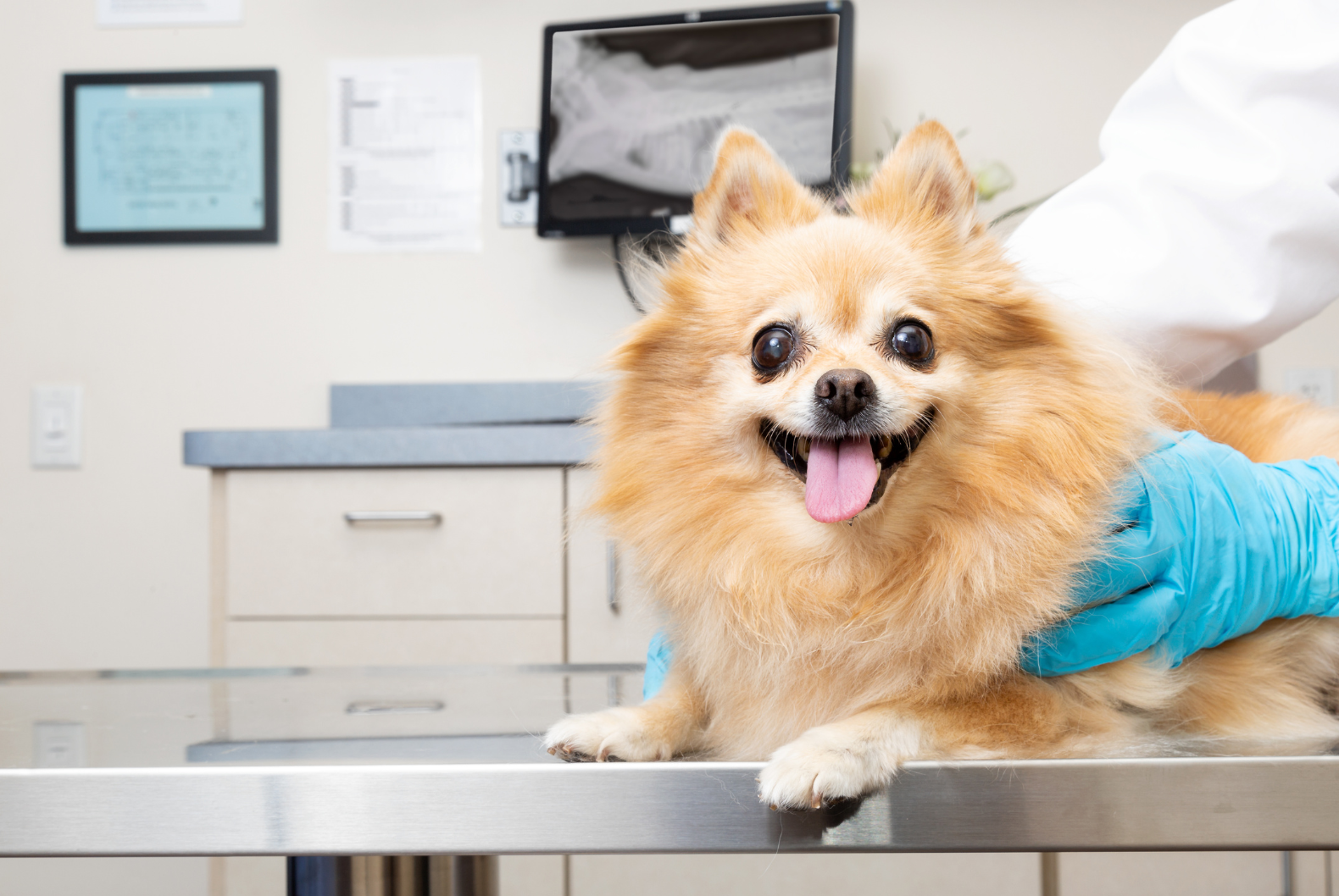 Getting an xray at Sugar River Animal Hospital