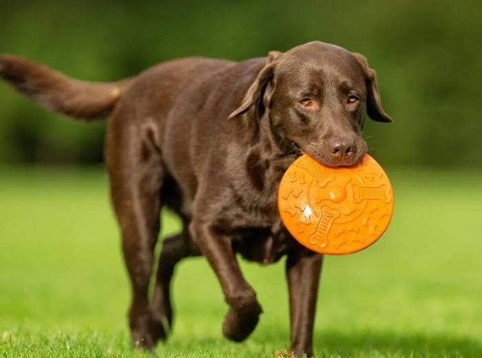 A Tale Of Hip Dysplasia, Arthritis, and Lasers