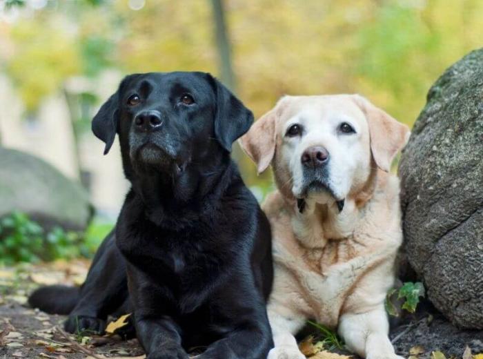 Cushing’s Disease in Dogs