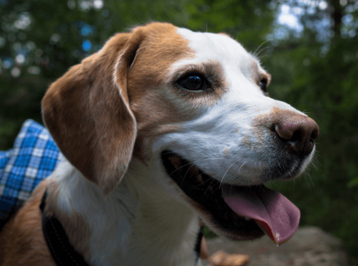 Cognitive Dysfunction in Senior Pets