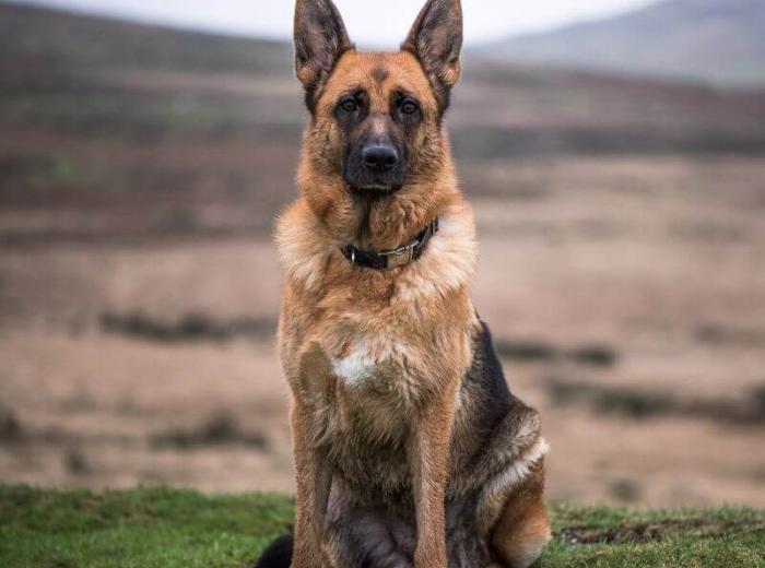 Degenerative Myelopathy in Dogs