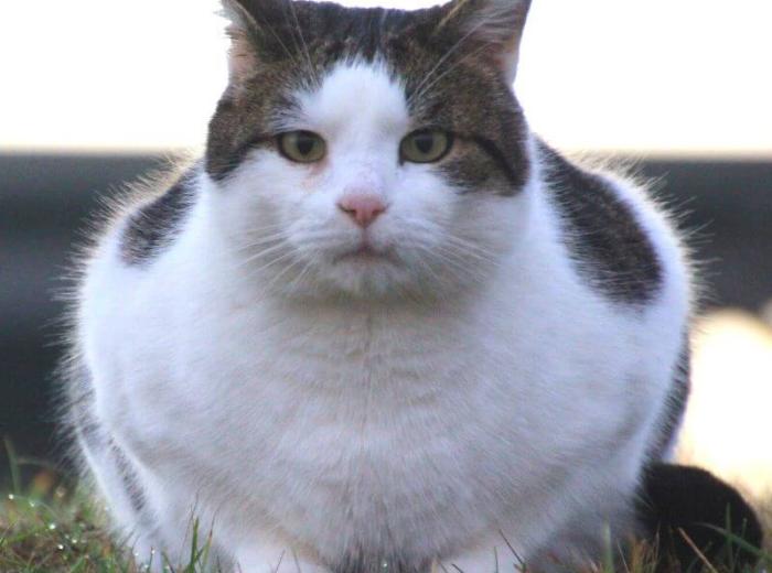 Diabetes in Dogs and Cats