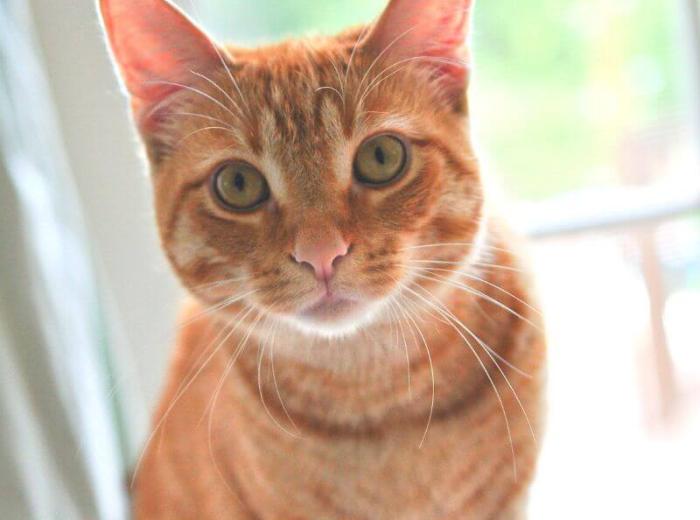 Feline Urinary Obstructions