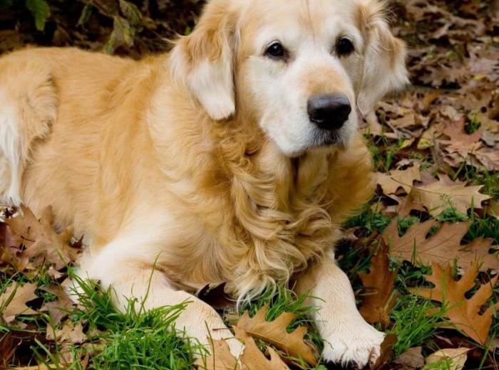 Canine Lymphoma
