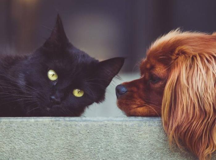 Arthritis in Dogs & Cats