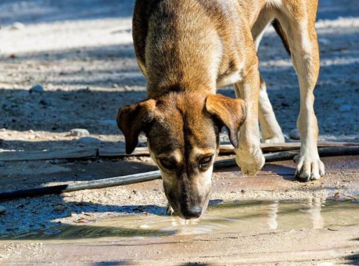 What is Leptospirosis and How it Can Affect Your Dog