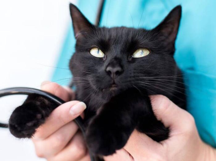 When Should You Call the Vet?
