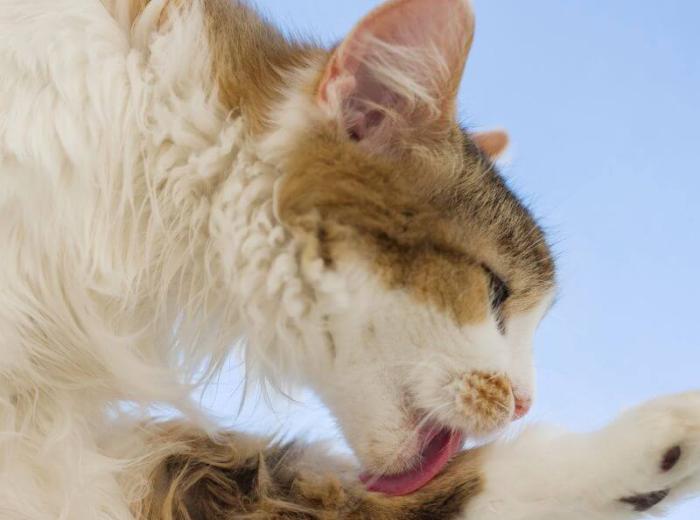 Overgrooming in Cats