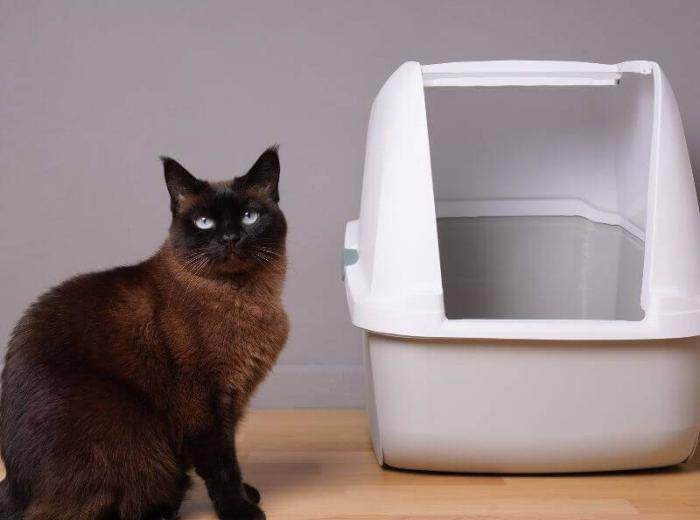 Inappropriate Urination in Cats