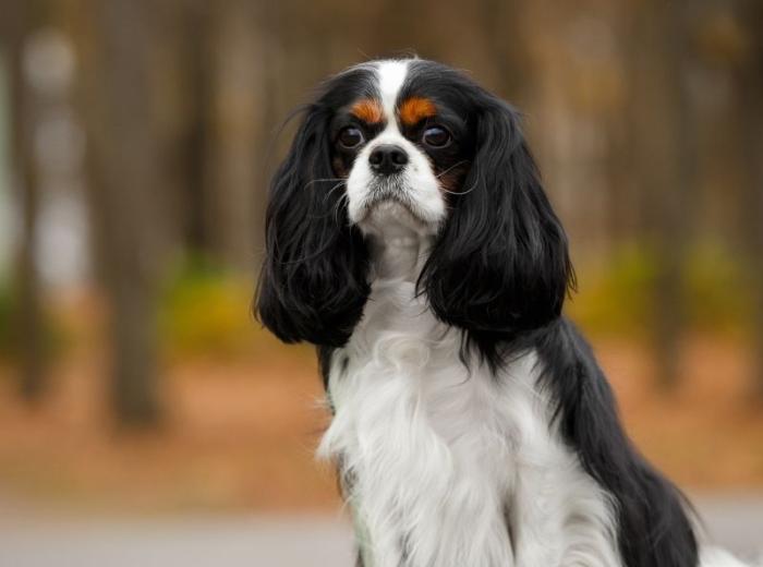 Understanding Congestive Heart Failure In Dogs and Cats