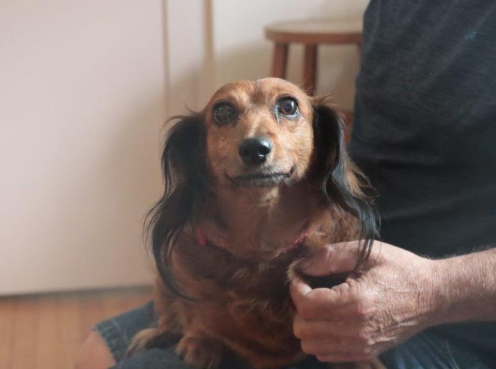 Mystery Respiratory Illness in Dogs