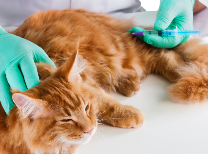Why Indoor Cats Need Vaccines and Preventative Care, Too!