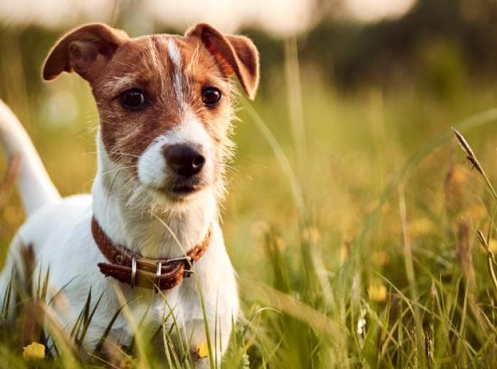 Lyme Disease in Dogs