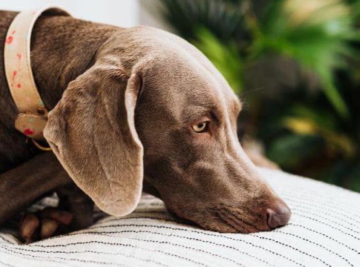 Seizures In Dogs And Cats