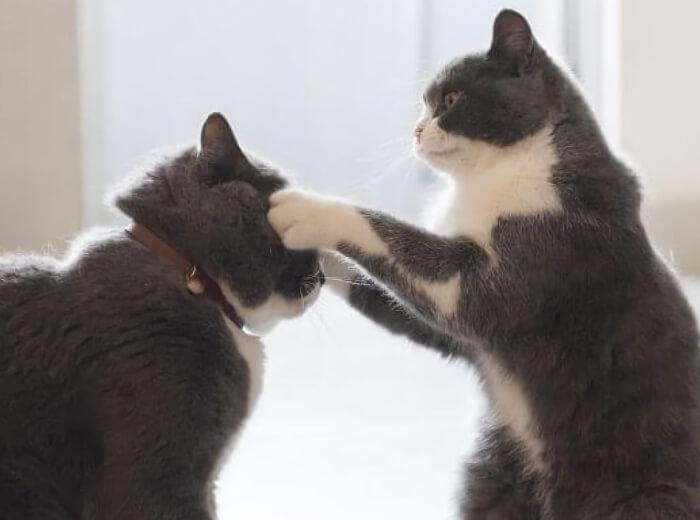 When a Cat or Dog Bite Wound Needs Urgent Veterinary Care