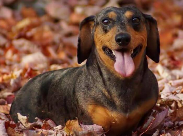 Can Mold and Damp Leaves Affect Pets’ Breathing or Skin?