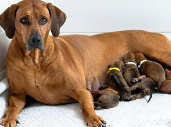 Signs Your Pet May Be Having Trouble Giving Birth