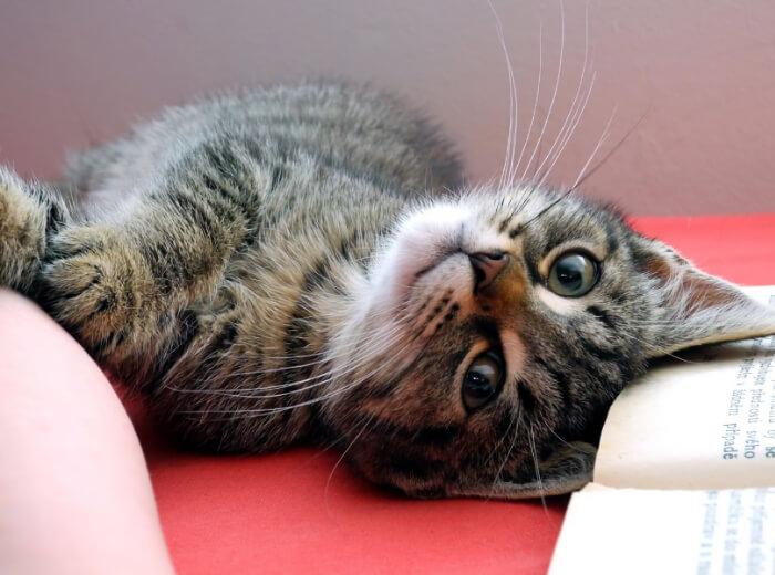 10 Heartfelt Ways to Show Love to Your Pet in Grantham, NH