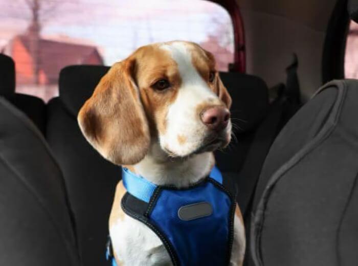 Pet Car Accident Injuries That Aren't Obvious at First