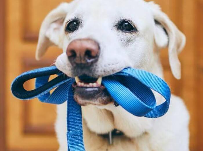 Why Is My Dog Coughing More on Morning Walks?