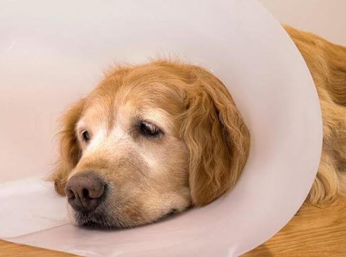 From Fight Wounds to Fractures: Common Trauma Cases Seen in Pets